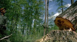 Картинка по теме - как рубить дерево