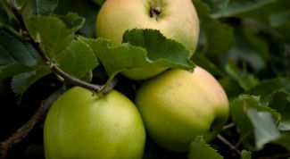Картинка по теме - как формировать яблоню