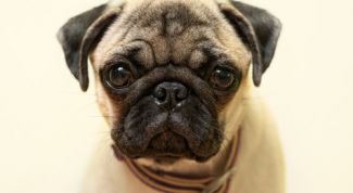 Картинка по теме - как приучать к туалету мопса