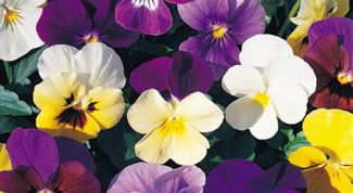 Картинка по теме - как вырастить рассаду виолы