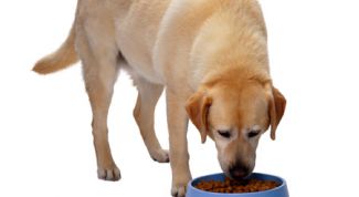 Картинка по теме - как приучить к сухому корму собаку