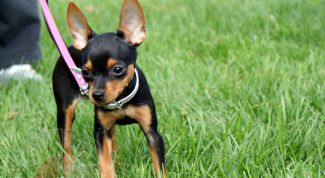 Картинка по теме - как приучить той-терьера к туалету на улице