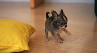 Картинка по теме - как приучать чихуахуа к лотку