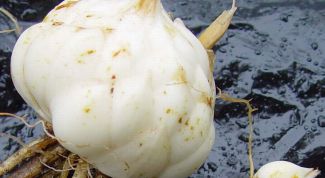 Картинка по теме - как сажать луковицу лилии