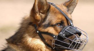 Картинка по теме - как приучить собаку к наморднику