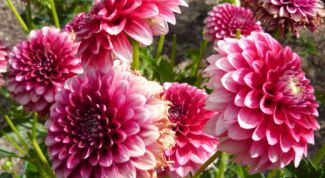 Картинка по теме - как сажать георгины