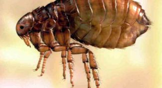 Картинка по теме - как уничтожить блох в доме