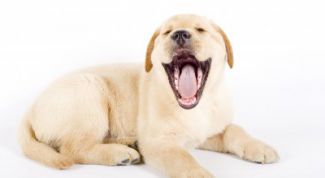 Картинка по теме - как узнать возраст у собак