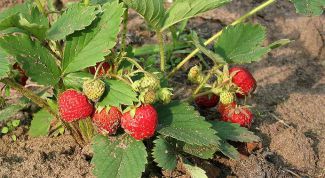 Картинка по теме - как сажать землянику