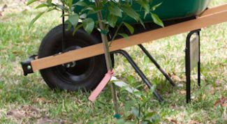 Картинка по теме - как сажать плодовые деревья