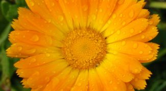 Картинка по теме - как вырастить календулу