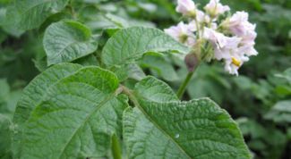 Картинка по теме - как вырастить ранний картофель