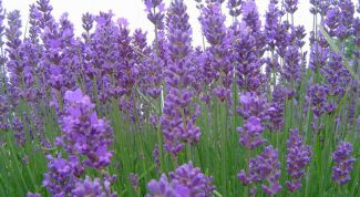 Картинка по теме - как сажать лаванду