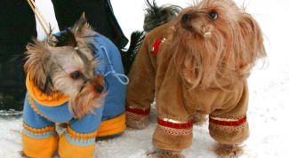 Картинка по теме - как сшить одежду для йорка