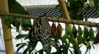 Картинка по теме - как развести бабочек