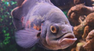 Картинка по теме - как разводить артемию