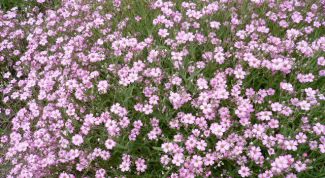 Картинка по теме - как вырастить гипсофилу