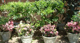 Картинка по теме - как прищипывать азалию