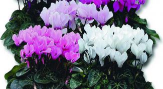 Картинка по теме - как размножить цикламен