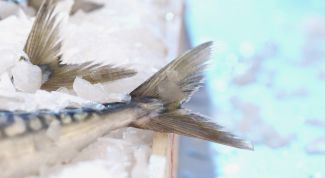 Картинка по теме - как разделать скумбрию