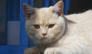 Картинка по теме - как сделать кошке паспорт