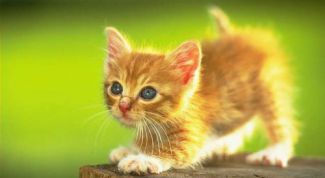 Картинка по теме - как приучить кота к еде