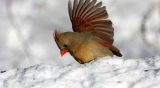 Картинка по теме - как сделать кормушку для птиц из коробки