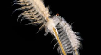 Картинка по теме - как выращивать артемию