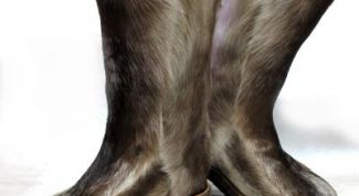 Картинка по теме - как выделывать камусы