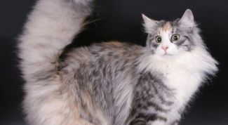 Картинка по теме - как расчесывать кошку