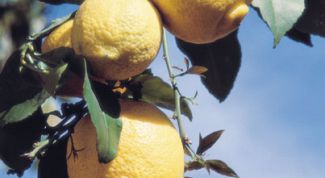 Картинка по теме - как размножать лимон