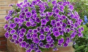 Картинка по теме - как рассадить петуньи