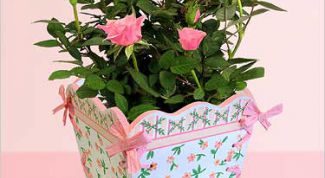 Картинка по теме - как размножать комнатные розы