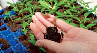Картинка по теме - как делать рассаду