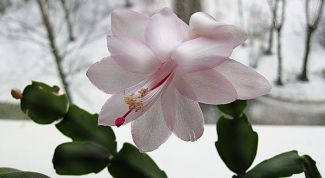 Картинка по теме - как размножить декабриста