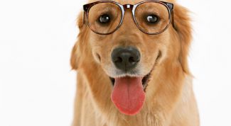 Картинка по теме - как узнать породу своей собаки