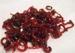 Картинка по теме - как развести мотыля в домашних условиях