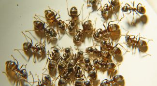 Картинка по теме - как уничтожить муравьев в квартире