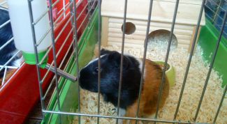 Картинка по теме - как сделать клетку для свинки