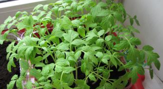 Картинка по теме - как вырастить крепкую рассаду