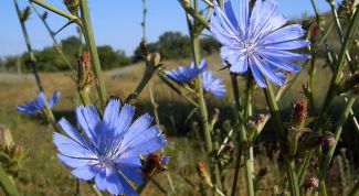 Картинка по теме - как вырастить цикорий