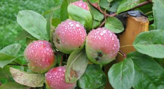 Картинка по теме - как удобрять яблони