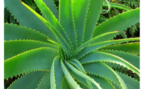 Картинка по теме - как рассаживать алоэ