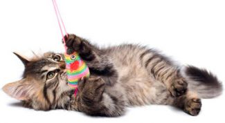 Картинка по теме - как сделать игрушки для котенка