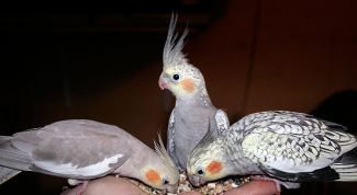 Картинка по теме - как приучить кореллу к рукам