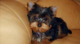 Картинка по теме - как приучить йоркширского терьера к лотку