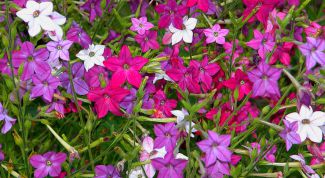 Картинка по теме - как вырастить душистый табак