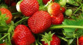 Картинка по теме - как вырастить ремонтантную землянику