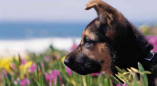 Картинка по теме - как приучить щенка ходить на улицу