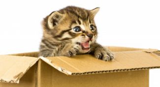 Картинка по теме - как сделать дом для кота